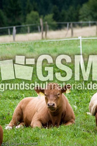 Hausrind (137 von 174).jpg